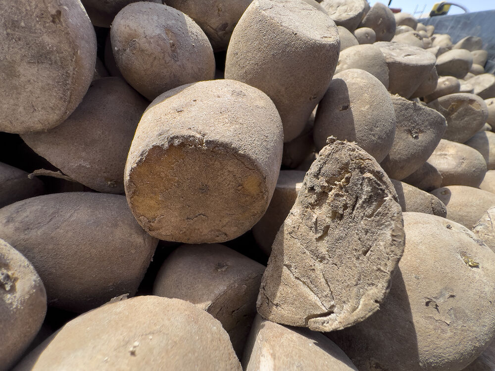 Legacy of the Plains Potatoes